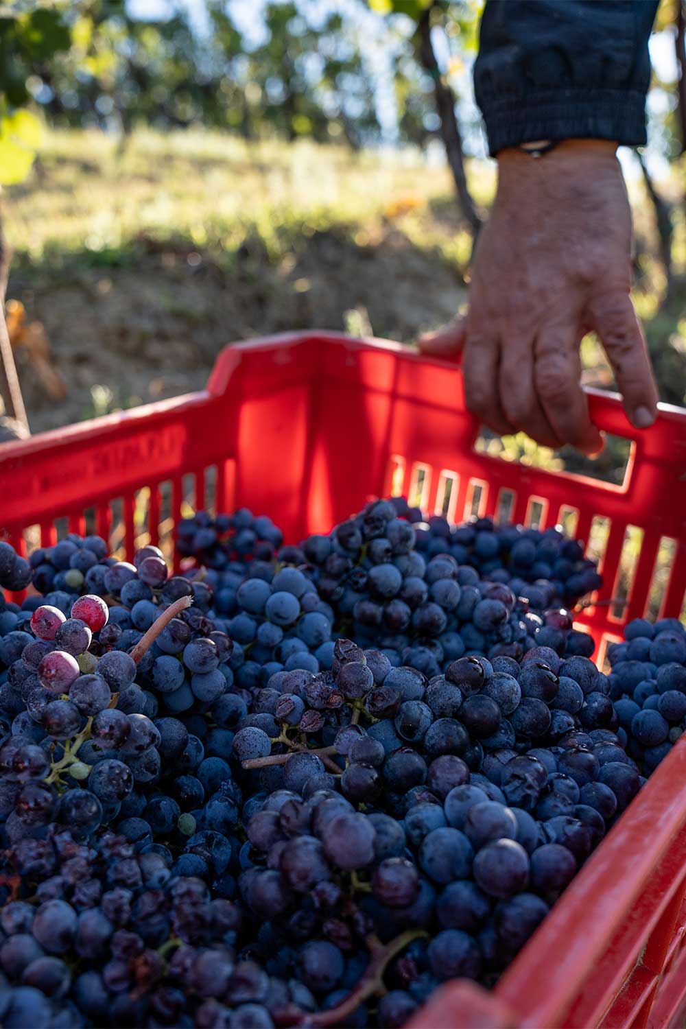 Il re Nebbiolo