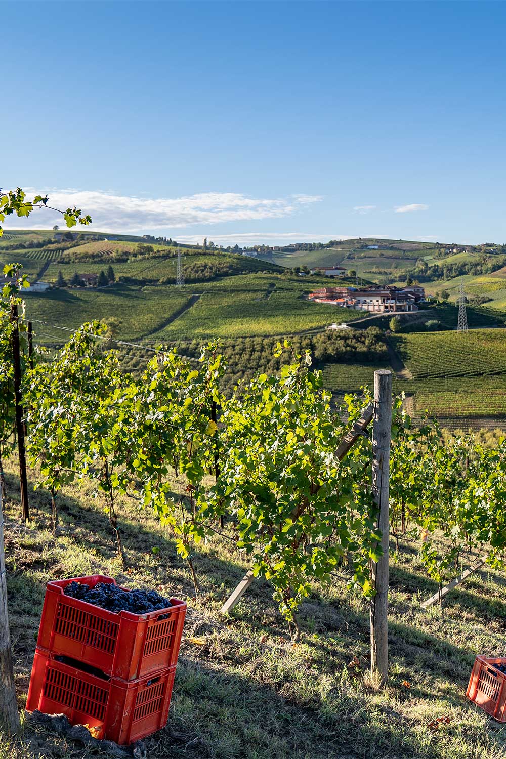 La pendenza del vigneto Gallina